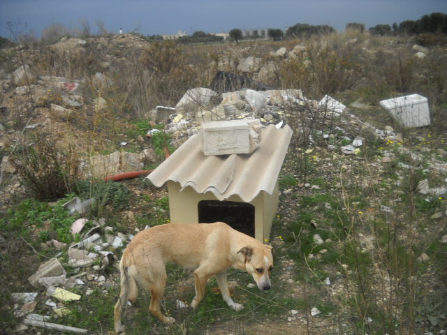 Hundehütte - Strassenhündin in Apulien... (copyright/Foto/Stefano)