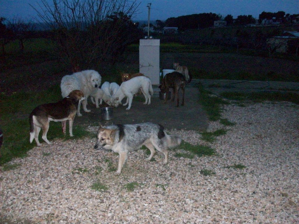 Abendfütterung - Strassenhunde in Apulien... (copyright/Foto/Stefano)
