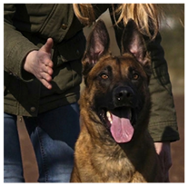 Wenn gut nicht gut genug ist – Warum echtes Verstehen wichtiger ist als Wiederholen im Hundetraining