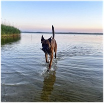 Wenn wir Warnsignale weg lächeln – und warum das im Hundetraining Folgen hat