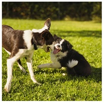 Die 4Fs beim Hund – und warum sie auch bei uns selbst sichtbar werden
