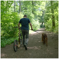 Warum Bewegung für Hunde mehr ist als ein Spaziergang