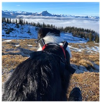 Über mich und warum mein Blick auf Hundetraining ein anderer ist