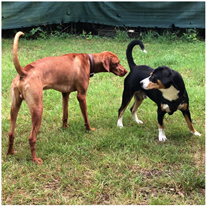 Beobachtung in der Hundetrainer-Prüfung