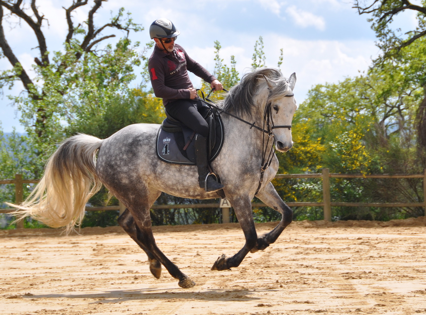 Travail de dressage avec Rosanae