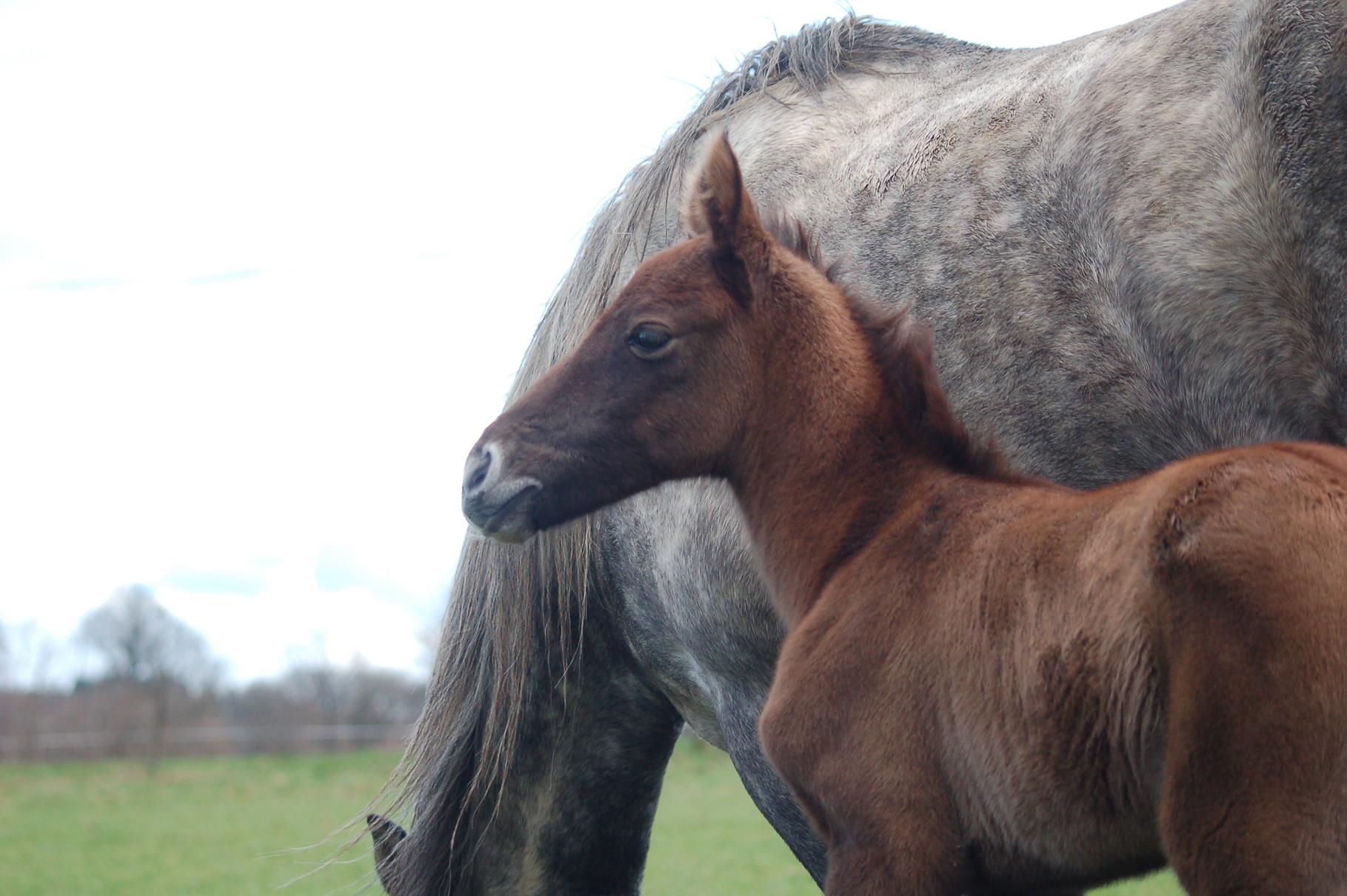 c'est chouette d'être dans le champ avec maman