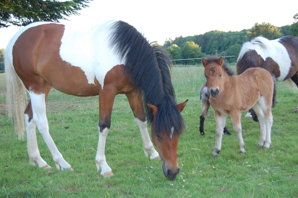Albanne et Bubble