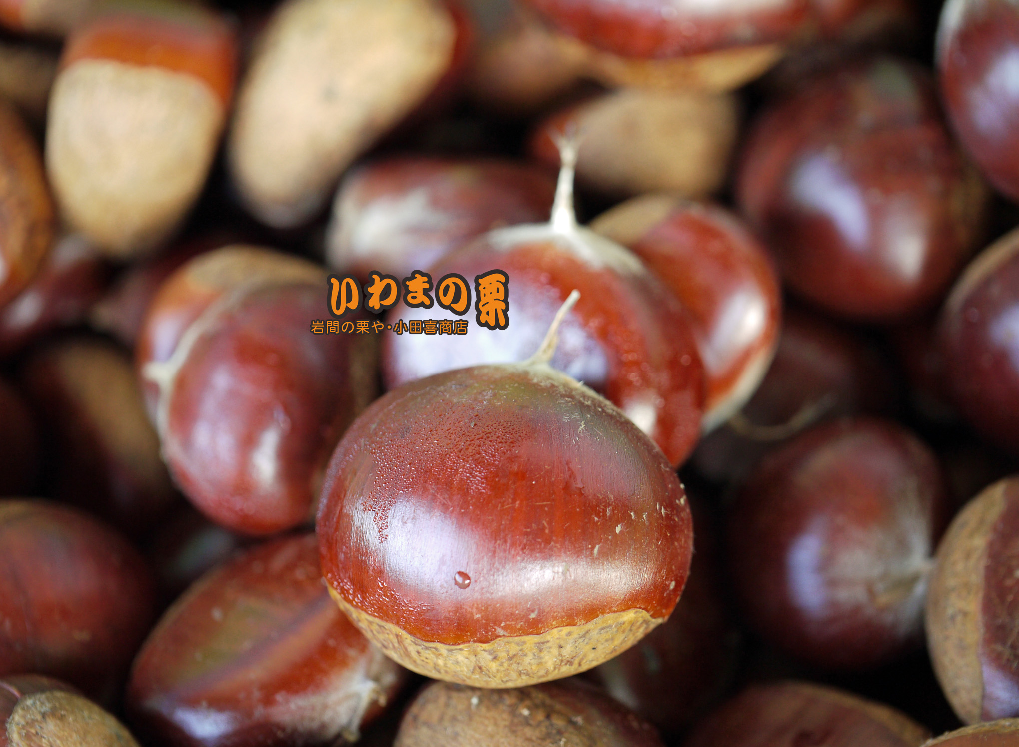 いわまの利平栗 - 岩間の栗や・小田喜商店