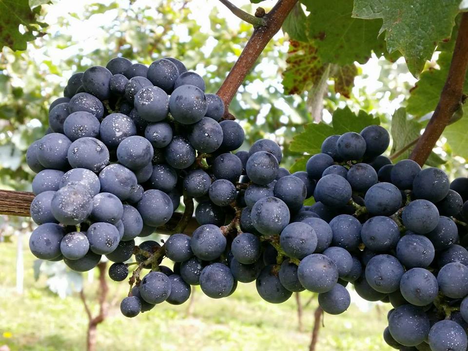 COMPANY - CYCLO VINEYARDS-シクロヴィンヤード- COMPANY - CYCLO VINEYARDS-シクロヴィンヤード-