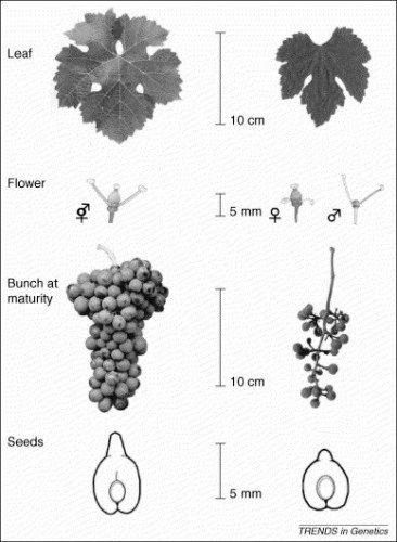 Différences entre Vitis Vinifera et Vitis Sylvestris