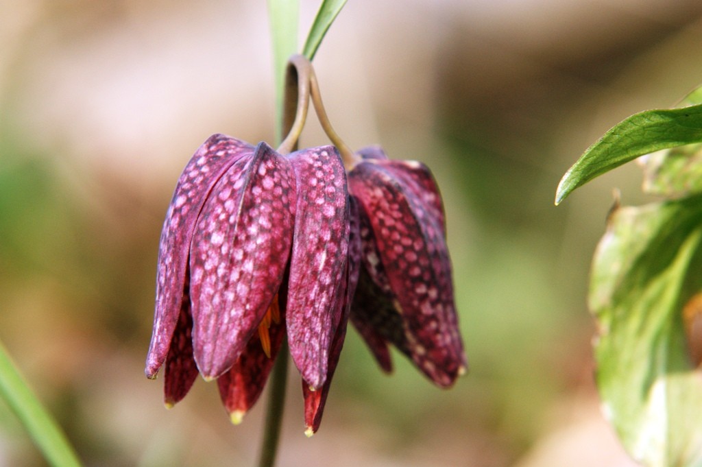 Fritillaires pintades "jumelles"