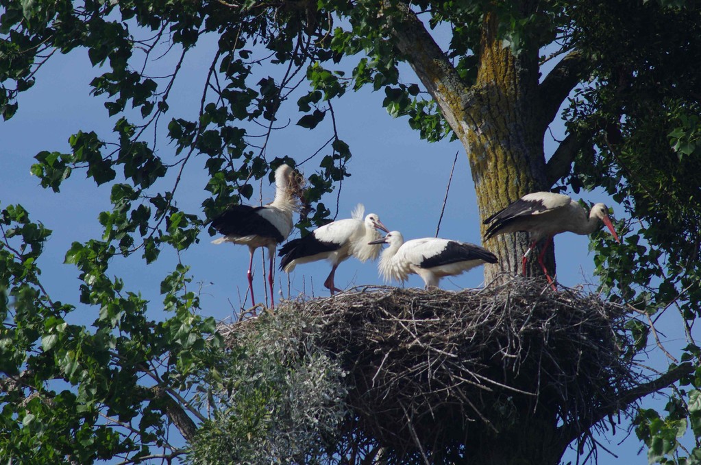 Cigogne blanche (Ciconia ciconia)