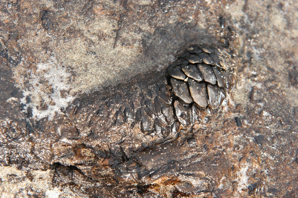 Une pomme de pin fossilisée