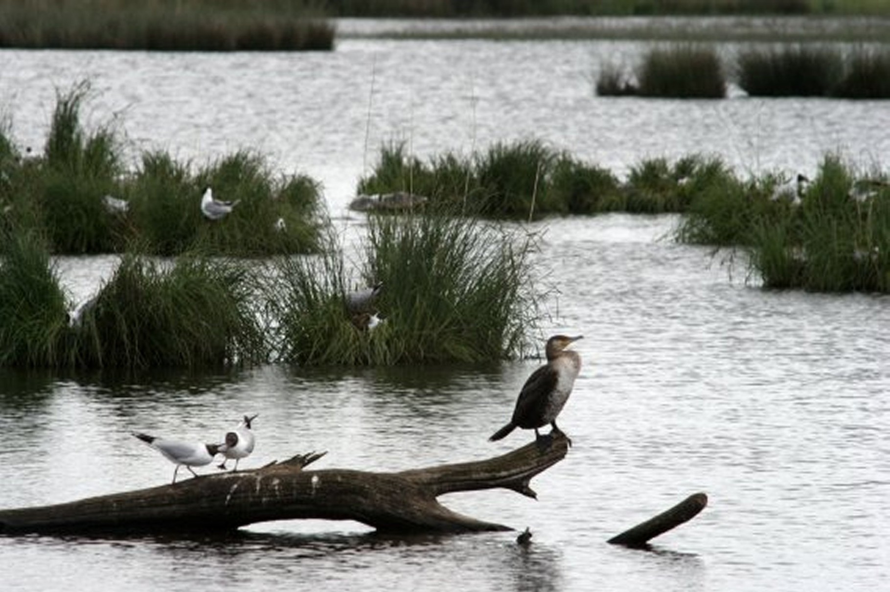 Grand cormoran et mouettes rieuses