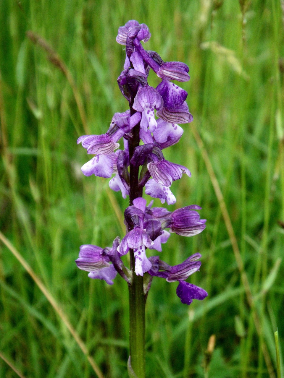 Orchis morio