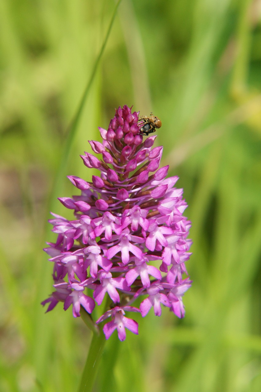 Anacamptis pyramidalis