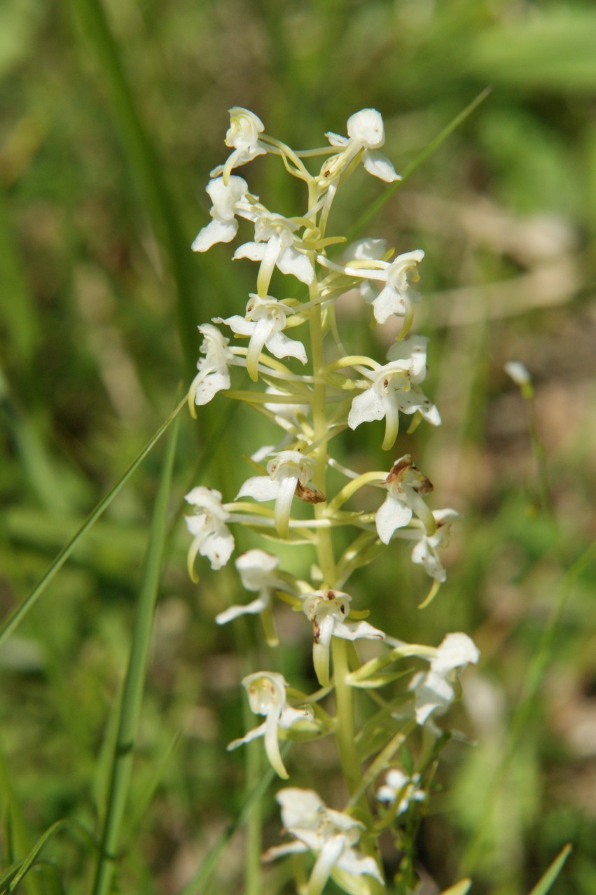 Platanthera chlorantha