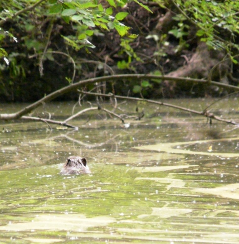 Ragondin (Myocastor coypus)