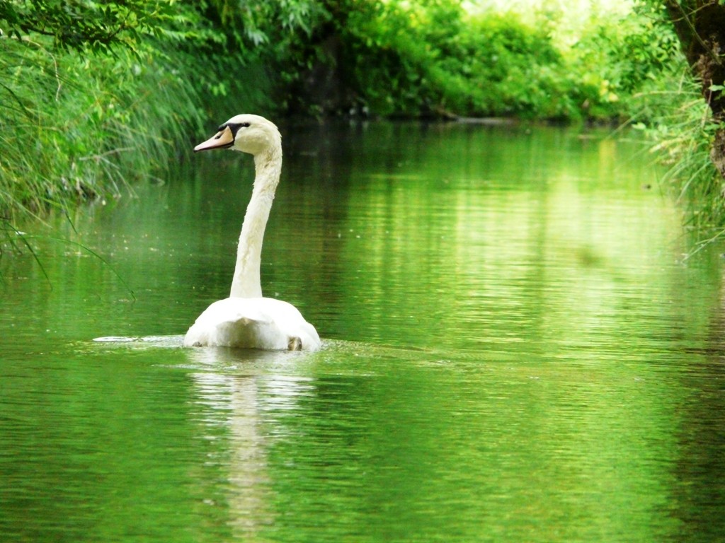 Cygne tuberculé