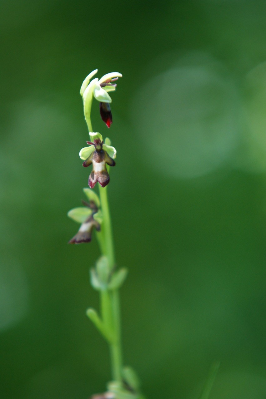 Ophrys insectifera