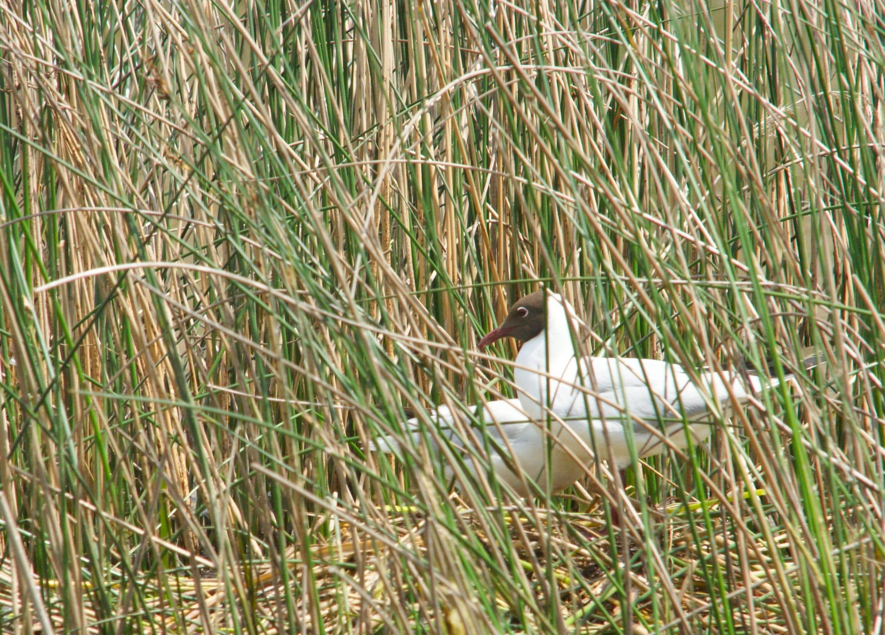 Mouette rieuse au nid