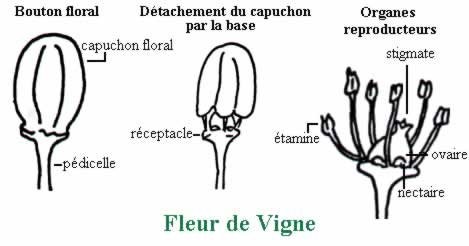 Hybridation de la vigne par fécondation