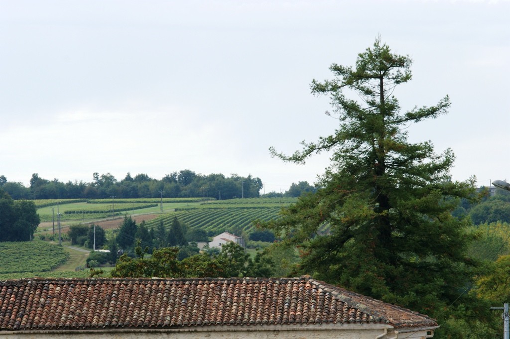 L'arbre de Goulebenèze à Peuillet