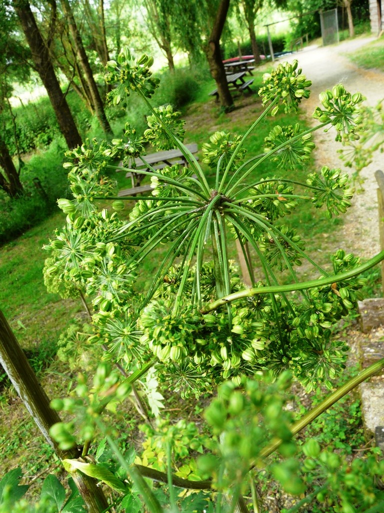 Angelica archangelica