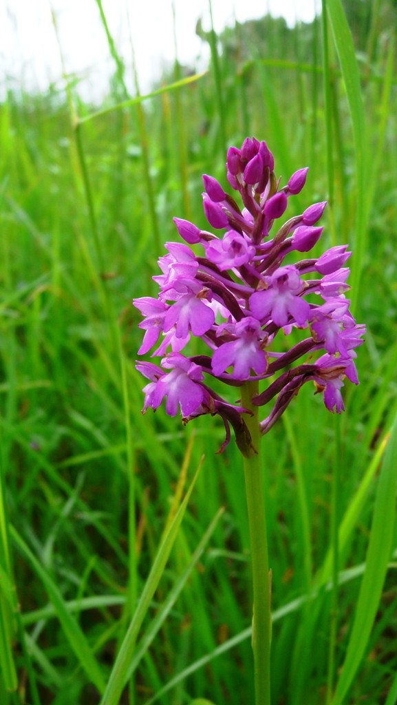 Orchis pyramidal