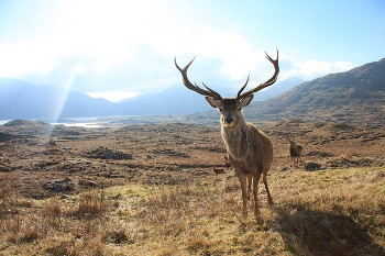 Red Deer アカシカ