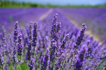 ラベンダー lavender