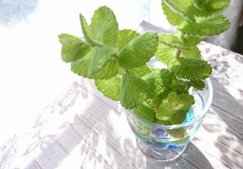 spearmint スペアミント
