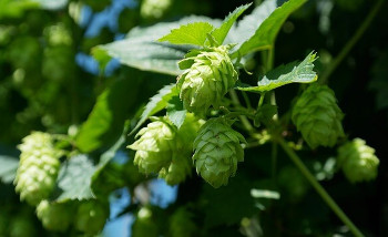 Hops ホップ