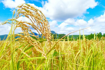 Rice plant 稲