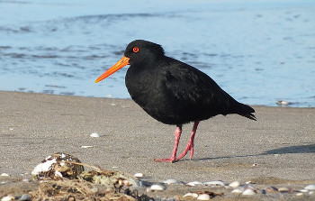 Oyster Catcher オイスター・キャッチャー