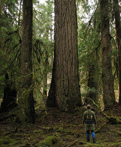 Douglas fir ダグラスファー