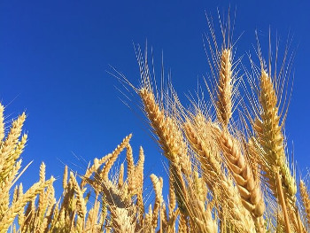 Rye ライ麦