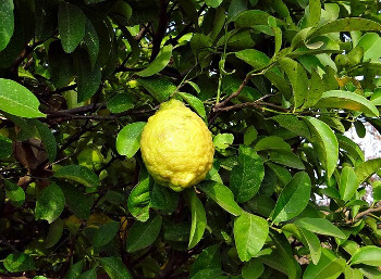Citron 柚子