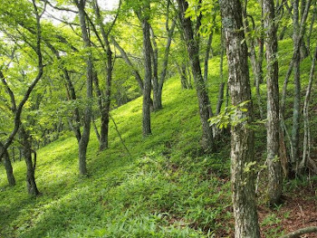 響JAPANESE HARMONY・品薄で定価の倍でも響いてほしい - ムギオのお酒探訪
