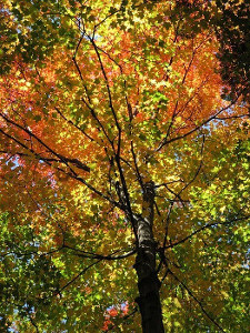 Sugar Maple サトウカエデ