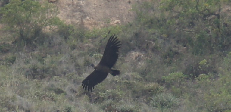 Andenkondor in großer Höhe in Ibarra