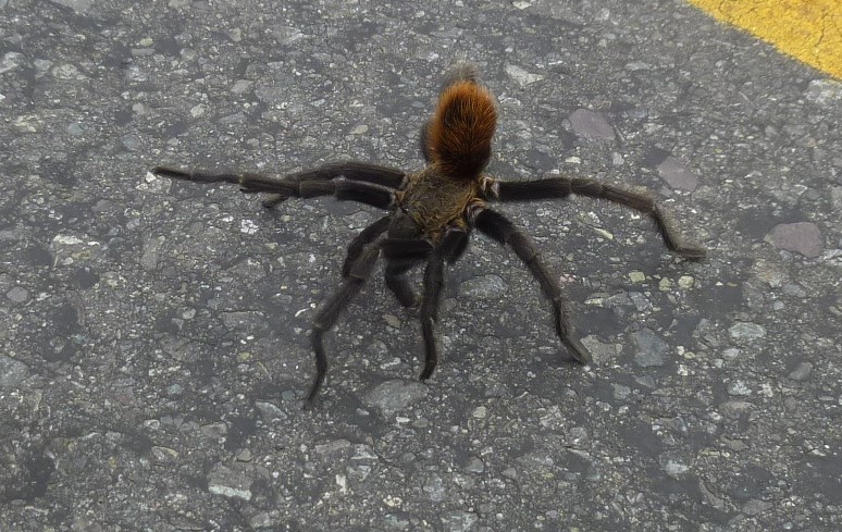 FRÜH MORGENS BEIM STRASSENÜBERQUEREN GETROFFEN