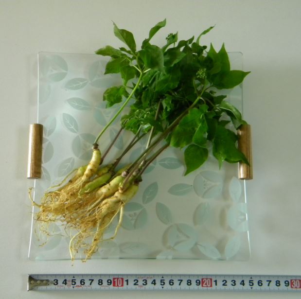 高麗人参 五葉 イスに貼る指圧器