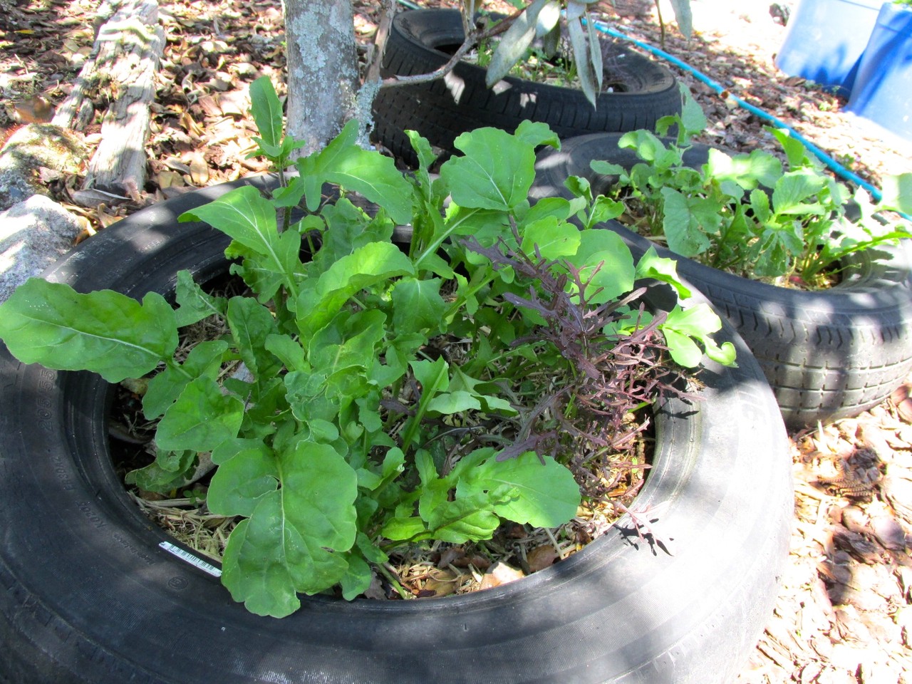 古タイヤの野菜プランター Kiwi Racco Jimdoページ