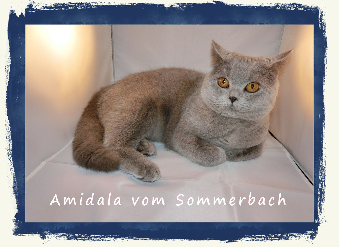 Amidala vom Sommerbach in 03/17