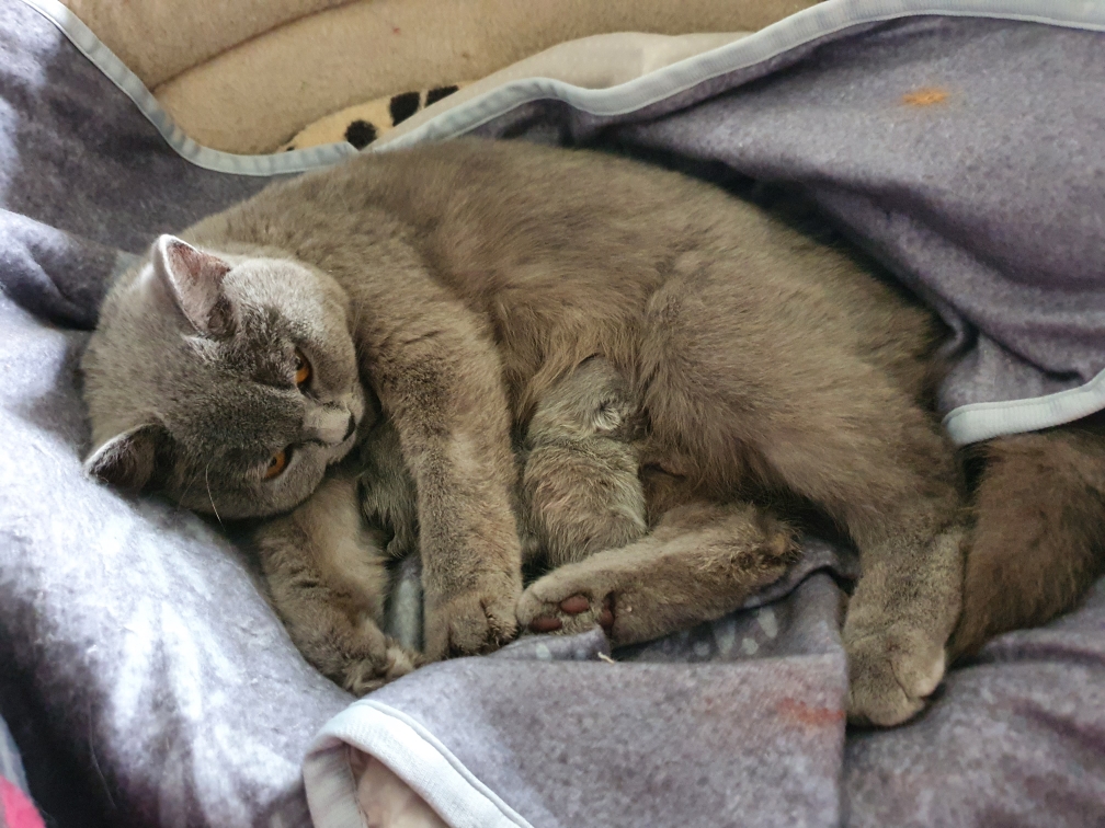 Rose am 12.05.21 mit ihren 4 frischgeborenen Kitten