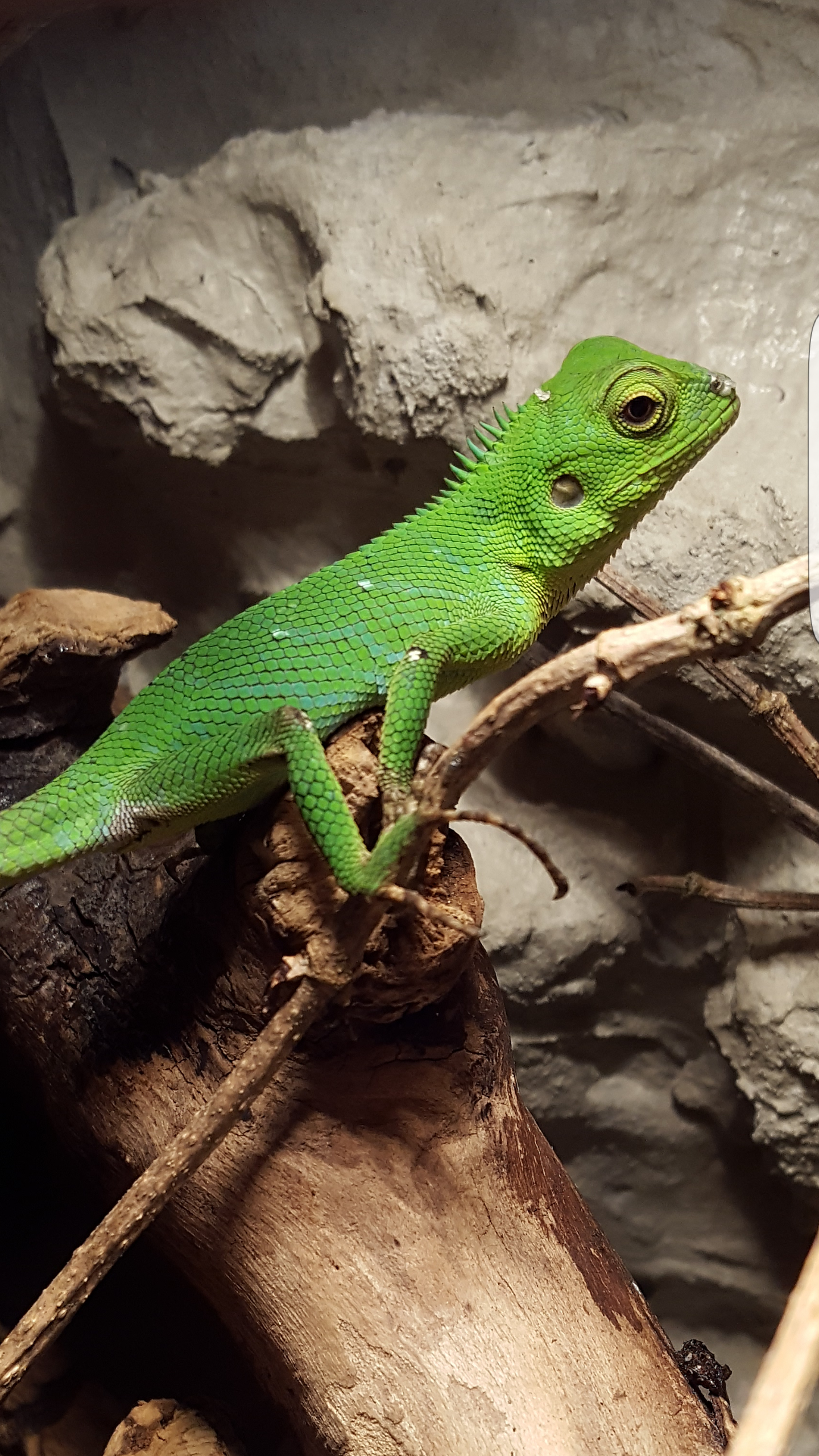 calotes pethiyagoda juvenil female