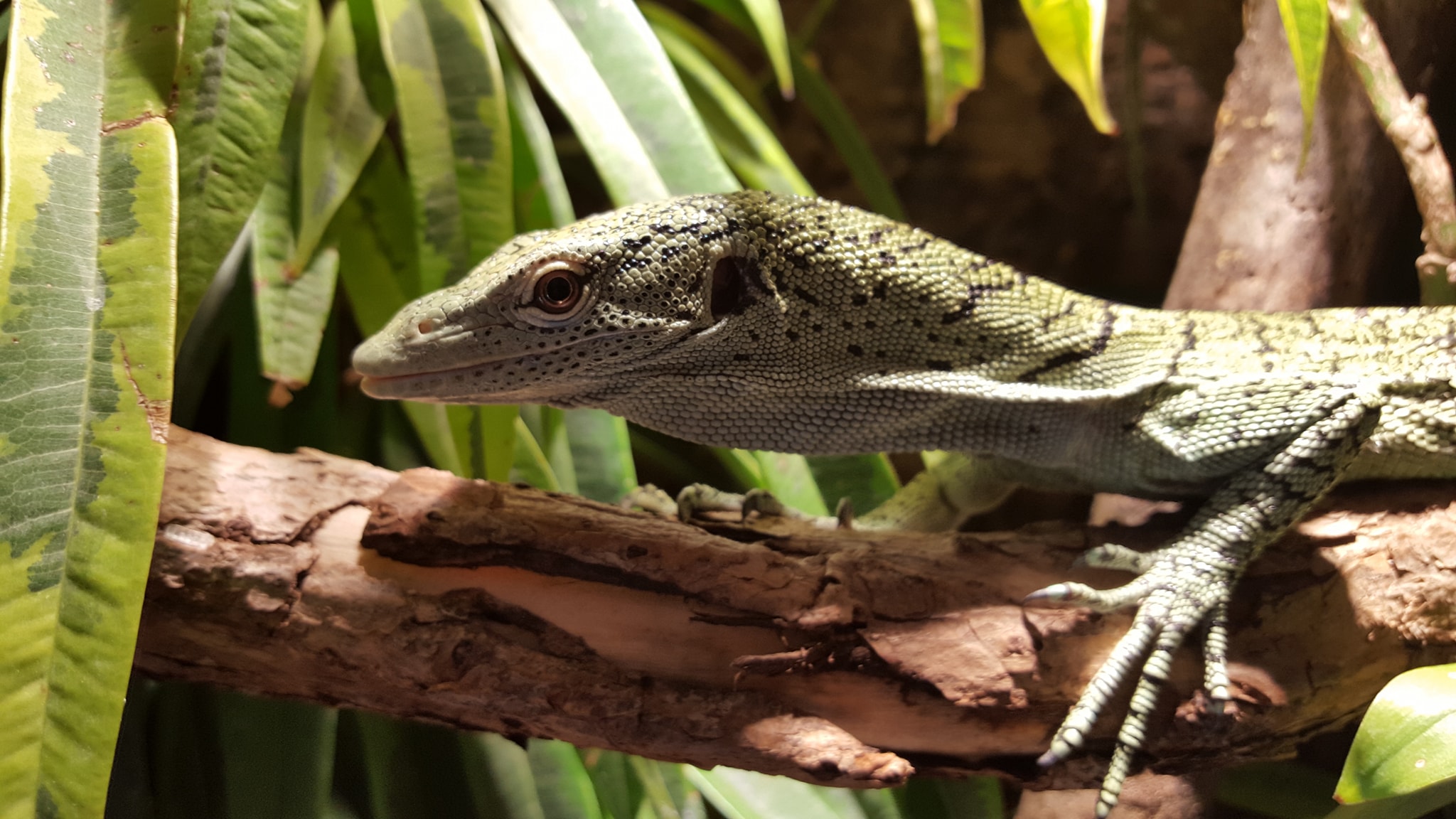 Varanus kordensis Zucht und Haltung australischer Warane und Echsen