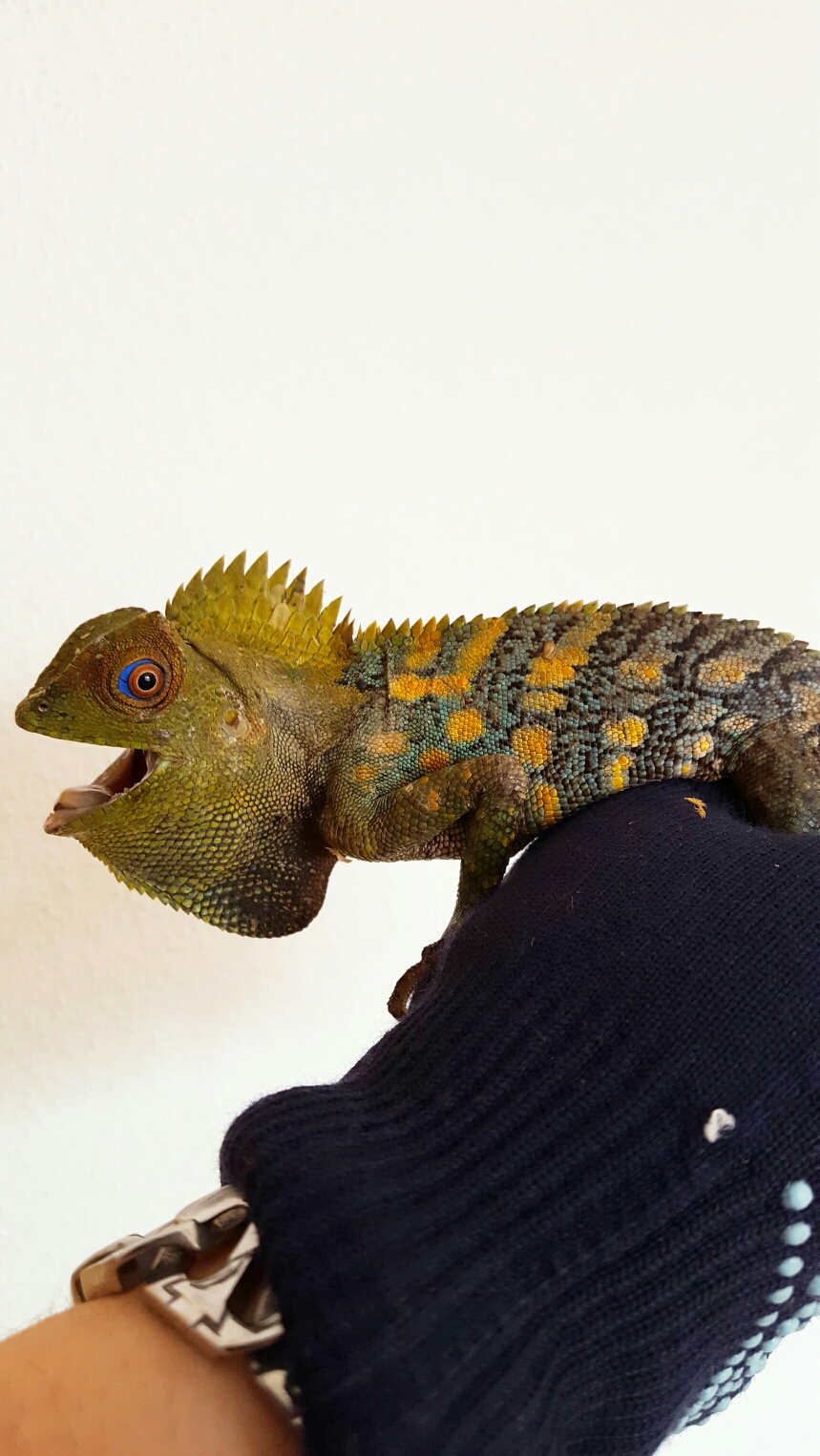 Gonocephalus chamaeleontinus Zucht und Haltung australischer Warane