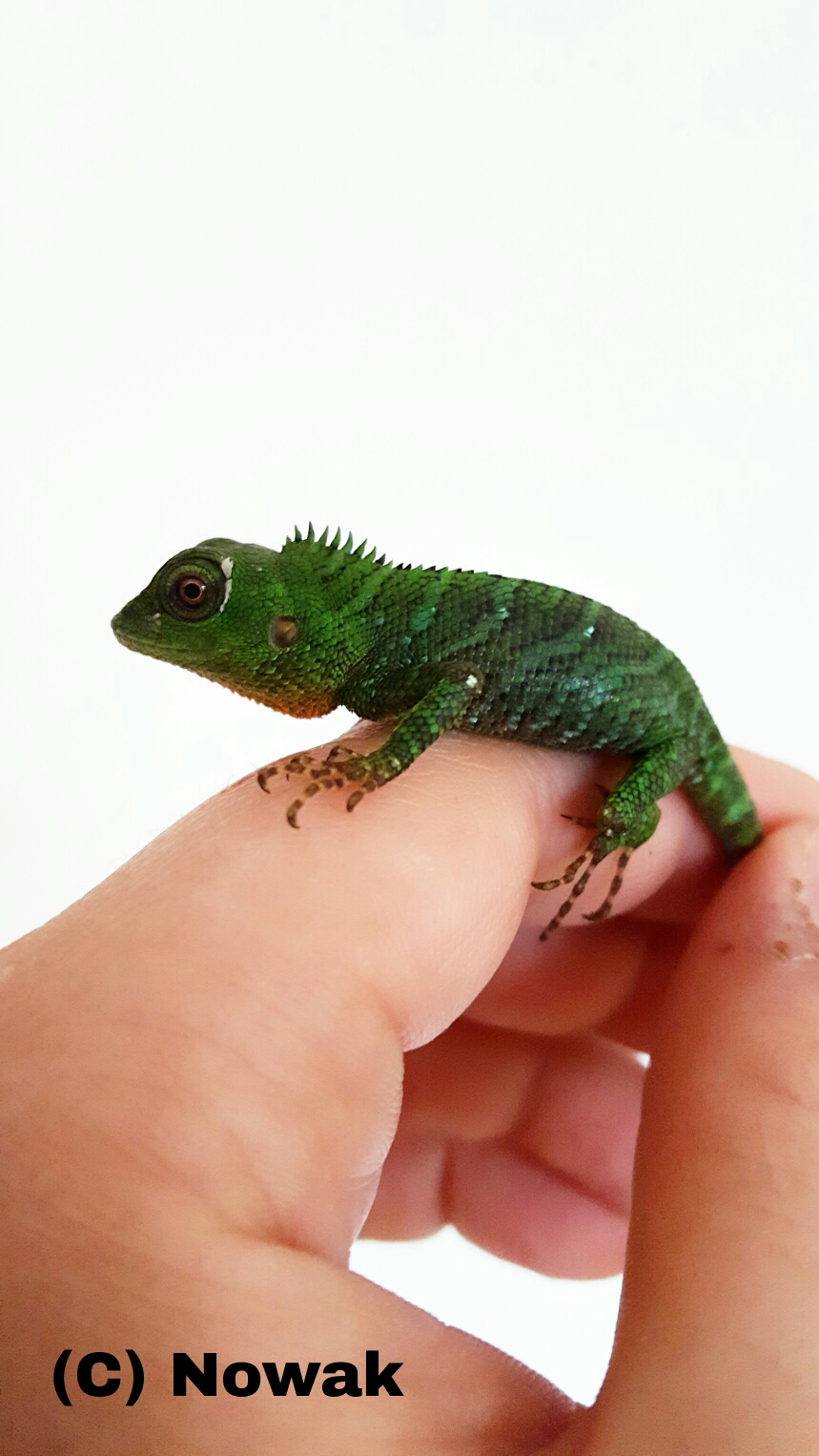 calotes pethiyagoda juvenil female